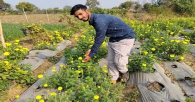 गेंदे की खेती से एमपी के किसान को मिला लाभ, आधा एकड़ से 60 हजार की कमाई  गेंदे की खेती से एमपी के किसान को मिला लाभ, आधा एकड़ से 60 हजार की कमाई  