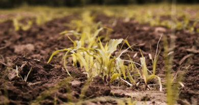 फसल क्षति की शिकायत 72 घंटे में दर्ज कराएं किसान, टोल फ्री नंबर 14447 पर करें संपर्क  