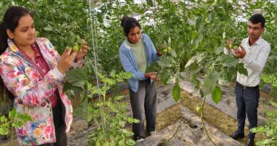 ग्रीन हाउस में टमाटर की खेती से किसानों को सालभर आय का प्रमुख स्रोत