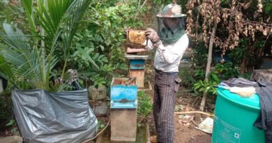 छत्तीसगढ़ में मधुमक्खी पालन बना मुनाफे का जरिया, लाखों कमा रहे किसान