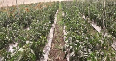 उद्यानिकी क्षेत्र में सीहोर की बड़ी छलांग, 2025-26 में उत्पादन 7 लाख मीट्रिक टन के पार  