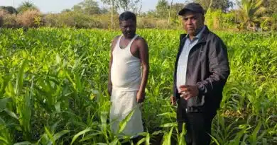 मक्का की पैदावार बढ़ाने का रामबाण उपाय! जैविक खेती से किसान को मिला डबल फायदा