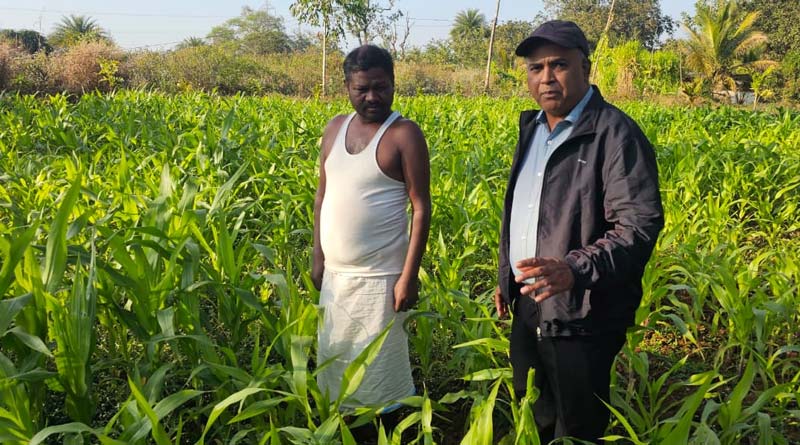 मक्का की पैदावार बढ़ाने का रामबाण उपाय! जैविक खेती से किसान को मिला डबल फायदा