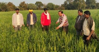 केवीके बड़वानी की किसानों को सलाह: गेहूं की 5 प्रमुख अवस्थाओं में सही सिंचाई से मिलेगा बेहतर उत्पादन
