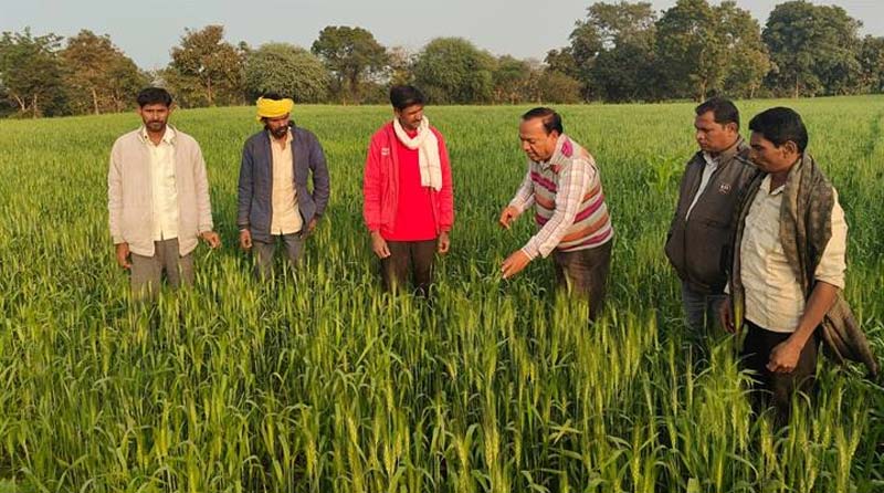 केवीके बड़वानी की किसानों को सलाह: गेहूं की 5 प्रमुख अवस्थाओं में सही सिंचाई से मिलेगा बेहतर उत्पादन