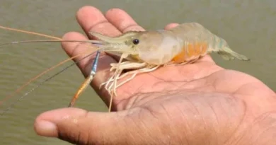 केवीके दिल्ली में किसान प्रशिक्षण आयोजित: किसानों को सरसों फसल की फली अवस्था में सिंचाई, कीट-रोग और उर्वरक प्रबंधन की जानकारी दी गई