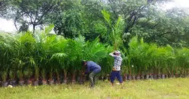 ऑयल पाम खेती को बढ़ावा: छत्तीसगढ़ सरकार दे रही 69,620 रुपये तक का अनुदान, ऐसे उठाएं फायदा  