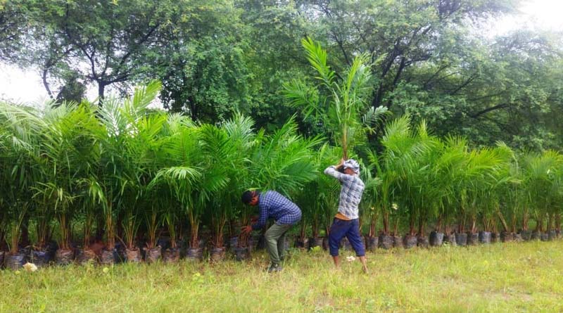 ऑयल पाम खेती को बढ़ावा: छत्तीसगढ़ सरकार दे रही 69,620 रुपये तक का अनुदान, ऐसे उठाएं फायदा  