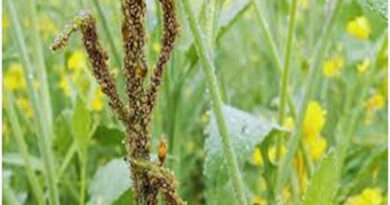  सरसों की फसल पर माहू (चेपा) का खतरा, राजस्थान कृषि विभाग ने जारी की एडवाइजरी  