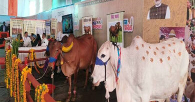 मध्यप्रदेश: जम्बूरी मैदान में पशुपालन व डेयरी विभाग की भव्य प्रदर्शनी, पुंगनूर गाय बनी आकर्षण का केंद्र