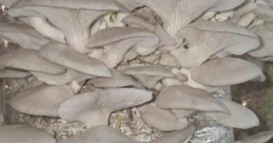 रायपुर: दंतेवाड़ा की महिलाओं ने जैविक मशरूम की खेती से आत्मनिर्भर बनकर सफलता की मिसाल कायम की 