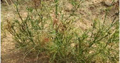 जीरे की खेती में झुलसा रोग का खतरा, इन आसान उपायों से किसान बचा सकते हैं फसल  