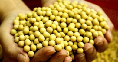 15 जनवरी को सोयाबीन का मॉडल रेट 4704 रुपए जारी