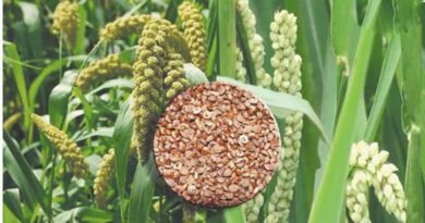 पंजीकृत कृषक उपार्जन केन्द्र पर अपनी उपज का उपार्जन  कराएं- उप संचालक छिंदवाड़ा