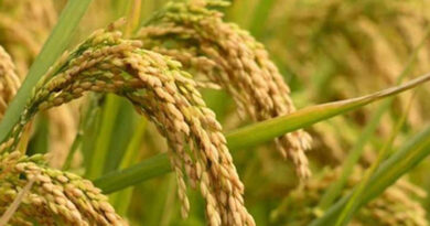 खरीफ 2026 से पहले किसानों के लिए जरूरी सूचना, एग्रीस्टैक पर भूमि पंजीयन जरूर कराएं