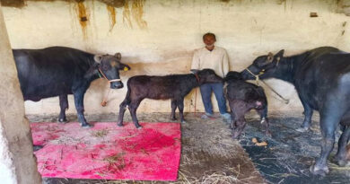 मुख्यमंत्री डेयरी प्लस योजना के तहत बालाघाट के किसान को मिली मुर्राह नस्ल की भैंस, प्रति माह हो रही ₹25 हजार की कमाई