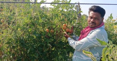 रायपुर के किसान ने इस आधुनिक तकनीक से की टमाटर की खेती, 10 लाख की हुई शानदार कमाई; जानिए पूरी कहानी  