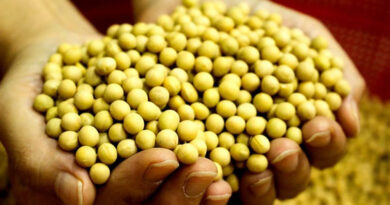 MP Soyabean Mandi Rates: मध्य प्रदेश की मंडियों ₹3,900 से ₹5,515 प्रति क्विंटल बिका सोयाबीन, देखिए आज के ताजा रेट