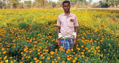  धान छोड़ गेंदा की खेती से किसान को हुआ बड़ा फायदा, एक एकड़ से कमाया 2.5 लाख का शुद्ध मुनाफा