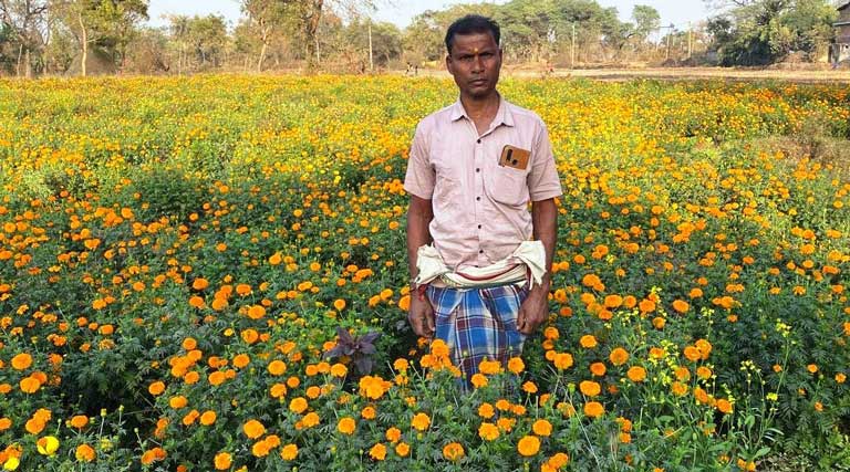 धान छोड़ गेंदा की खेती से किसान को हुआ बड़ा फायदा, एक एकड़ से कमाया 2.5 लाख का शुद्ध मुनाफा