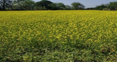 उन्नत बीज और तकनीक से महिला किसान को मिली बड़ी सफलता, 1 हेक्टेयर में हुई 16 क्विंटल सरसों की पैदावार