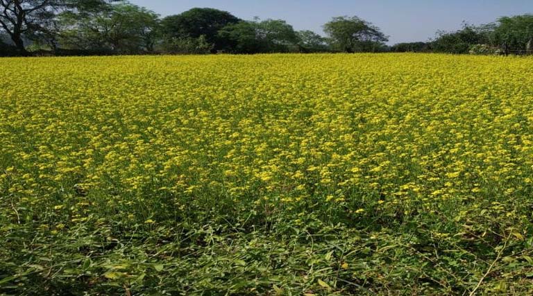उन्नत बीज और तकनीक से महिला किसान को मिली बड़ी सफलता, 1 हेक्टेयर में हुई 16 क्विंटल सरसों की पैदावार