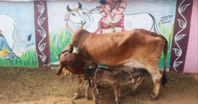 विदिशा जिले की गौशालाओं में नस्ल सुधार के प्रयास रंग लाए, गिर नस्ल की बछड़ी का जन्म  