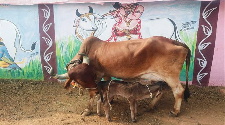 विदिशा जिले की गौशालाओं में नस्ल सुधार के प्रयास रंग लाए, गिर नस्ल की बछड़ी का जन्म