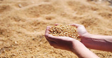 MP Soyabean Mandi Rate: 23 जनवरी को ₹3,810 से ₹5,391 प्रति क्विंटल तक बिका सोयाबीन, जानिए मध्य प्रदेश की अन्य मंडियों के ताजा रेट MP Soyabean Mandi Rate: 23 जनवरी को ₹3,810 से ₹5,391 प्रति क्विंटल तक बिका सोयाबीन, जानिए मध्य प्रदेश की अन्य मंडियों के ताजा रेट