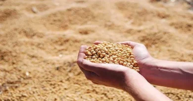 MP Soyabean Mandi Rate: 26 जनवरी को ₹4,200 से लेकर ₹6,488 प्रति क्विंटल तक बिका सोयाबीन, देखिए राज्य की अन्य मंडियों के ताजा रेट