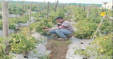 परंपरागत खेती छोड़, अमरूद-सब्जी की आधुनिक खेती से कृषक धीरज ने बदली अपनी तकदीर