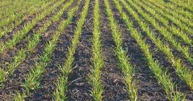 रबी फसलों की बुआई में रिकॉर्ड बढ़ोतरी: कुल रकबा 652.33 लाख हेक्टेयर के पार, गेहूं और तिलहन में सबसे ज्यादा उछाल रबी फसलों की बुआई में रिकॉर्ड बढ़ोतरी: कुल रकबा 652.33 लाख हेक्टेयर के पार, गेहूं और तिलहन में सबसे ज्यादा उछाल