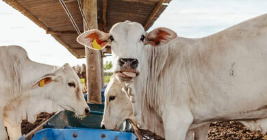 विजयवाड़ा में पशुधन और डेयरी आंकड़ों पर राष्ट्रीय मंथन, भविष्य की रणनीति पर होगी चर्चा विजयवाड़ा में पशुधन और डेयरी आंकड़ों पर राष्ट्रीय मंथन, भविष्य की रणनीति पर होगी चर्चा