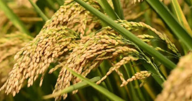 सीहोर में धान उपार्जन में रिकॉर्ड बढ़ोतरी, पिछले वर्ष से 8.22 लाख मीट्रिक टन अधिक हुई खरीदी