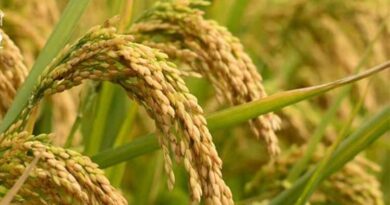 खरीफ 2025-26: छत्तीसगढ़ में 55 हजार मीट्रिक टन से अधिक दाल-तिलहन खरीदेगी सरकार