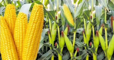 MP Maize Mandi Rate 22 Jan 2026: मध्य प्रदेश की मंडियों में मक्का के भाव मजबूत, कई जगह ₹1700 के करीब पहुंचे दाम