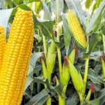 MP Maize Mandi Rate: मध्यप्रदेश में 17 जनवरी को 1200 से 1705 रुपये प्रति क्विंटल तक बिकी मक्का, जानिए सभी मंडियों के ताजा रेट