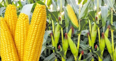 MP Maize Mandi Rate: मध्यप्रदेश में 17 जनवरी को 1200 से 1705 रुपये प्रति क्विंटल तक बिकी मक्का, जानिए सभी मंडियों के ताजा रेट