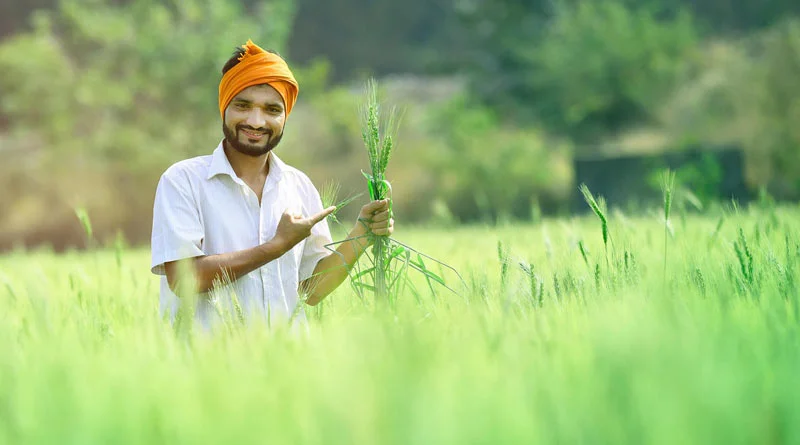 किसानों के लिए खुशखबरी: ICAR 25 फसलों की 184 नई किस्में करेगा लॉन्च, जानिए पूरी डिटेल