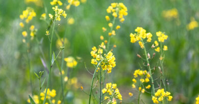 पाला पड़ने की संभावना: किसान सब्जी, चना व सरसों की फसलों का रखें विशेष ध्यान, कृषि विभाग ने जारी की एडवाइजरी