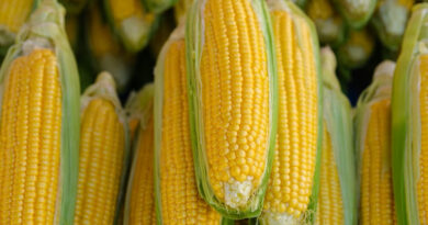 30 जनवरी को एमपी की मंडियों में ₹1,740 प्रति क्विंटल तक बिकी मक्का, देखिए आज के ताजा रेट  