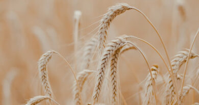 यूपी की मंडियों में गेहूं के दाम मजबूत, प्रतापगढ़ में ₹2,600 तक पहुंचा भाव; देखिए राज्य की अन्य मंडियों के ताजा रेट