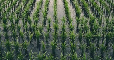 गेहूं की दूसरी सिंचाई जरूरी, किसान सरसों-चना फसलों पर रखें सतत निगरानी: कृषि विभाग 