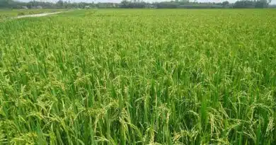 छत्तीसगढ़ में रिकॉर्ड धान खरीदी: 16.95 लाख किसानों से 93 लाख मीट्रिक टन उपार्जन, 20,753 करोड़ का भुगतान