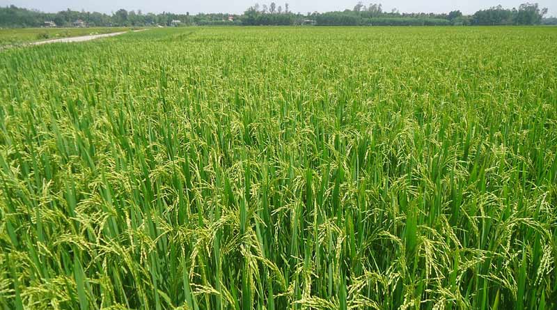 छत्तीसगढ़ में रिकॉर्ड धान खरीदी: 16.95 लाख किसानों से 93 लाख मीट्रिक टन उपार्जन, 20,753 करोड़ का भुगतान