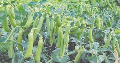 कृषि वैज्ञानिकों ने तोरई की नई वैरायटी विकसित की