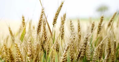 उमरिया जिले के किसानों को फसलों की पाले से सुरक्षा की सलाह