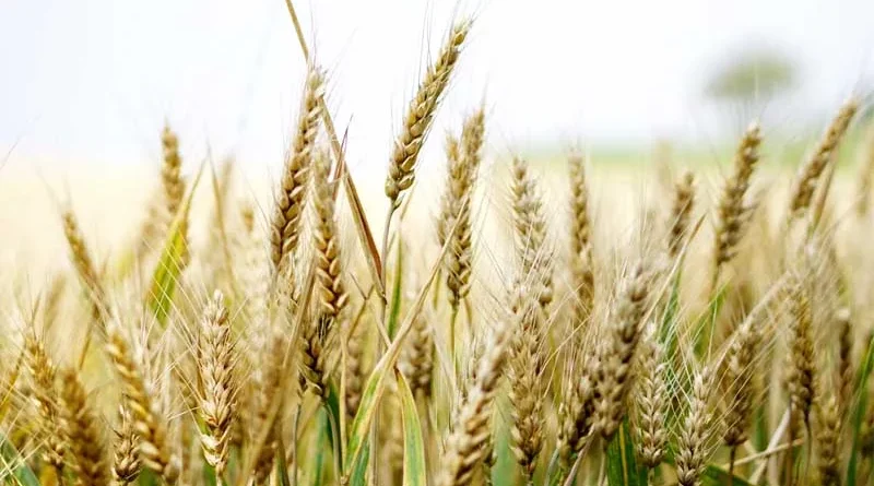 उमरिया जिले के किसानों को फसलों की पाले से सुरक्षा की सलाह