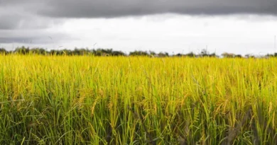 धान किसानों को 6791 करोड़ रूपये का हुआ भुगतान