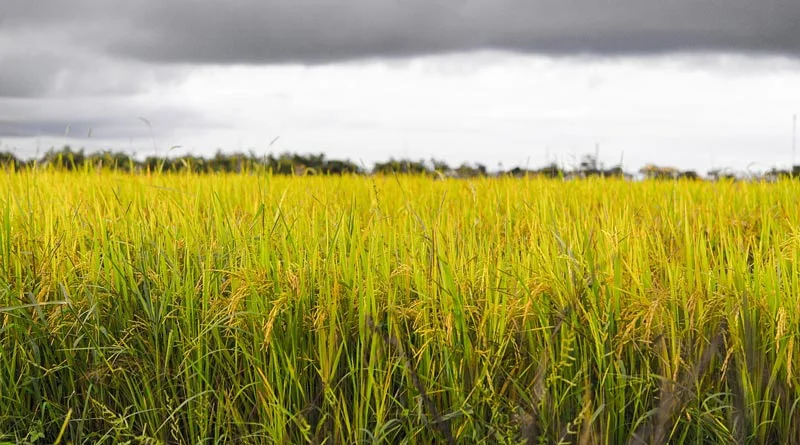 धान किसानों को 6791 करोड़ रूपये का हुआ भुगतान